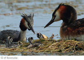 Picture of parent Grebes with stripey chicks on their floating nest